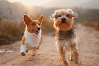 Hunde
